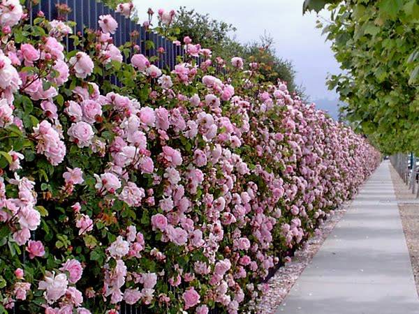 English roses in garden design + photo