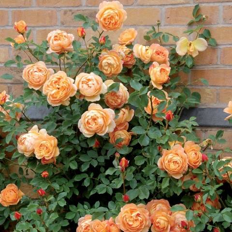 English roses in garden design + photo