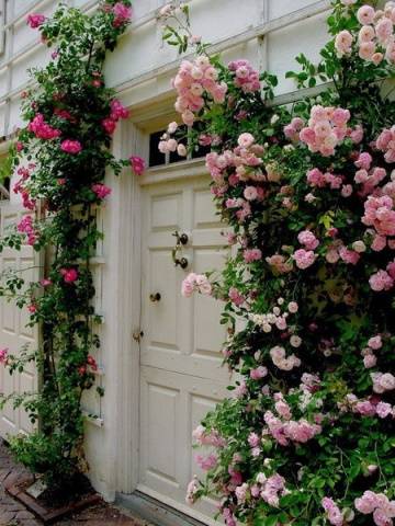 English roses in garden design + photo