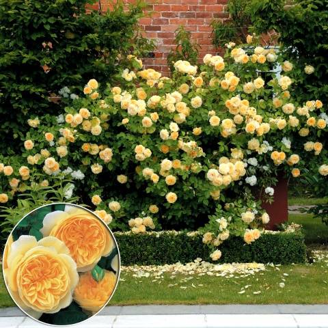 English roses in garden design + photo