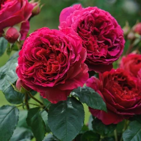 English roses in garden design + photo