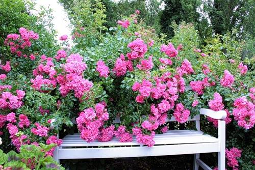 English roses in garden design + photo