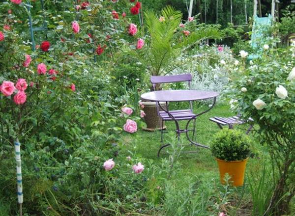 English roses in garden design + photo