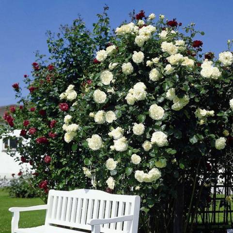 English roses in garden design + photo