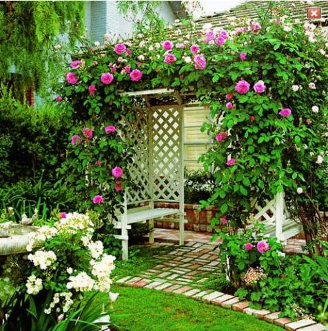 English roses in garden design + photo