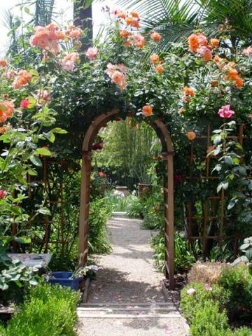 English roses in garden design + photo