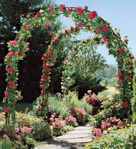 English roses in garden design + photo