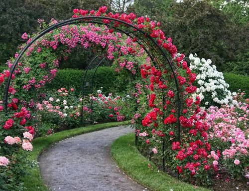 English roses in garden design + photo