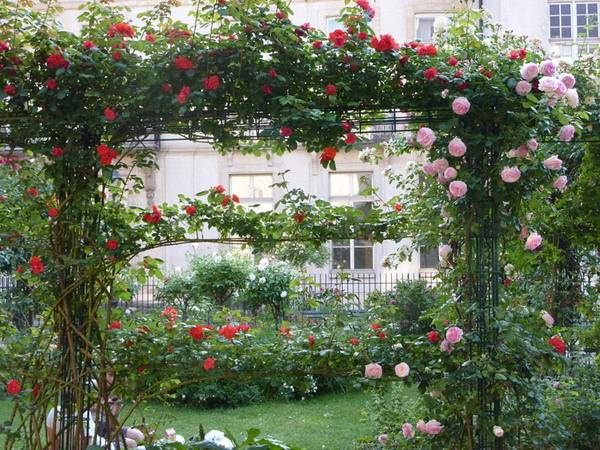 English roses in garden design + photo