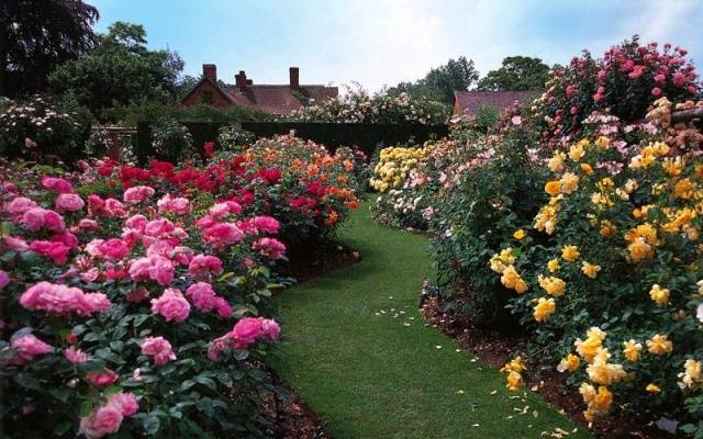 English roses in garden design + photo