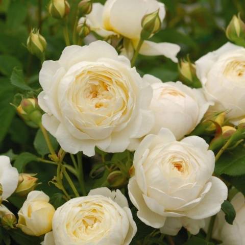 English roses in garden design + photo