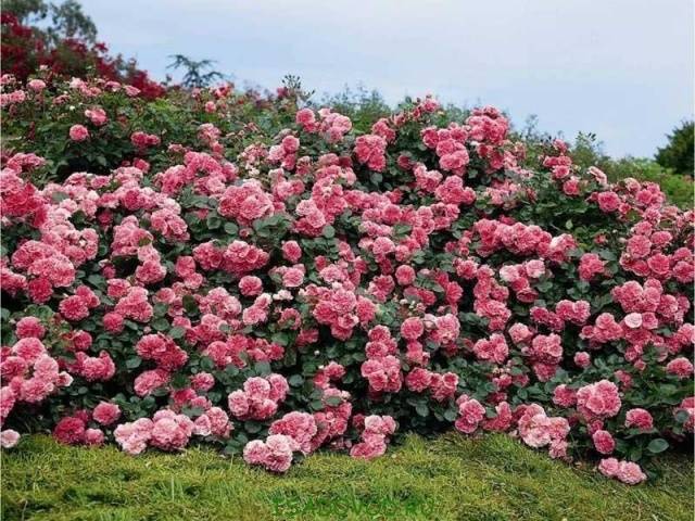 English roses in garden design + photo