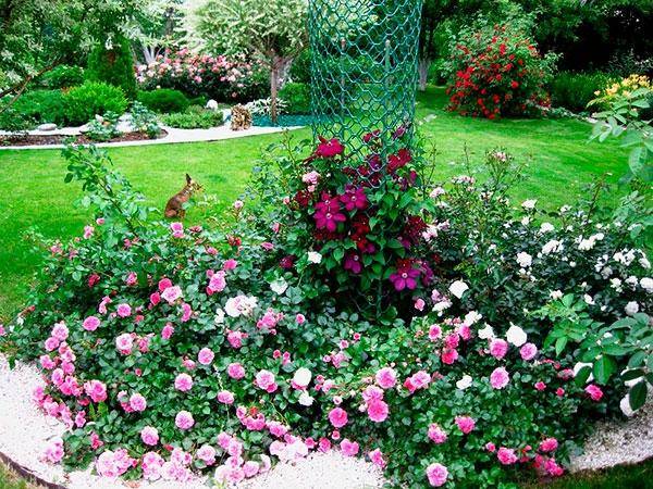 English roses in garden design + photo