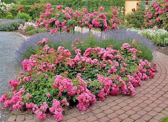 English roses in garden design + photo