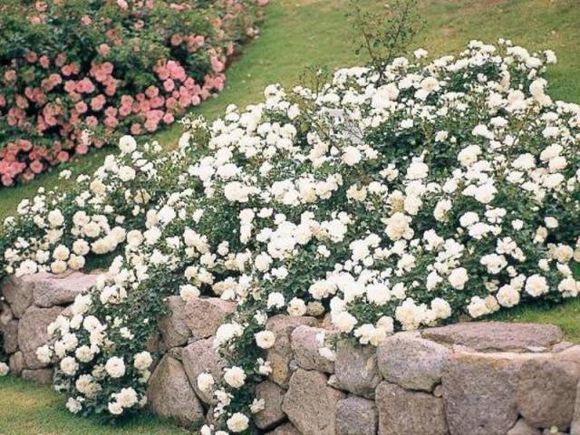 English roses in garden design + photo