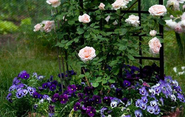 English roses in garden design + photo