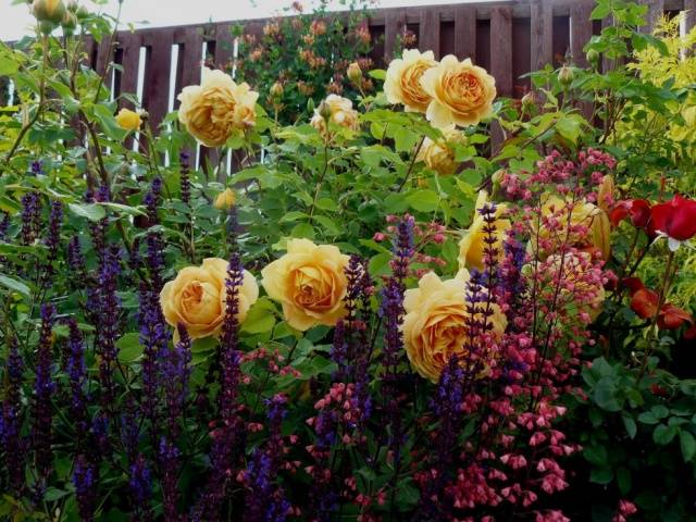 English roses in garden design + photo