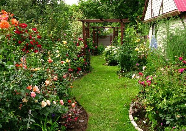 English roses in garden design + photo