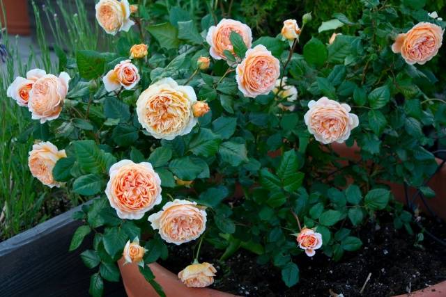 English roses in garden design + photo