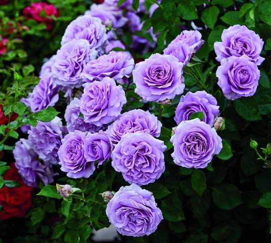 English roses in garden design + photo