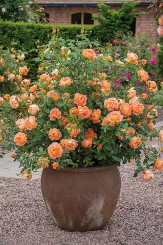 English roses in garden design + photo