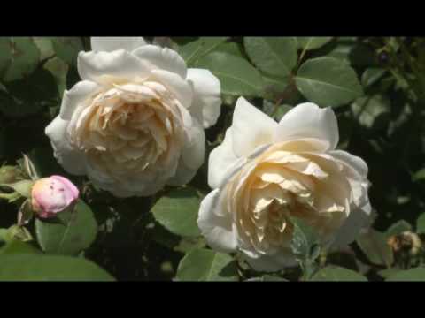 English roses in garden design + photo