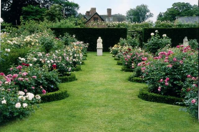 English roses in garden design + photo