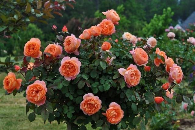 English roses in garden design + photo