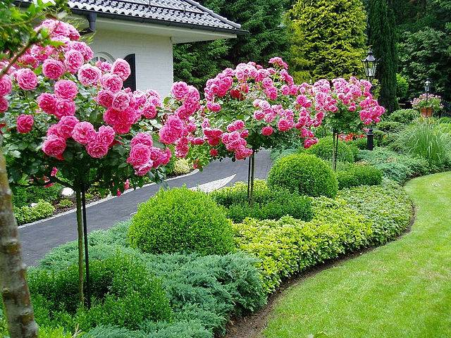 English roses in garden design + photo