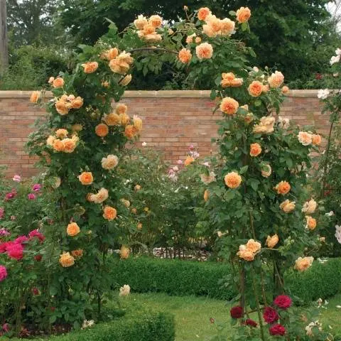 English roses: varieties, photos, description 