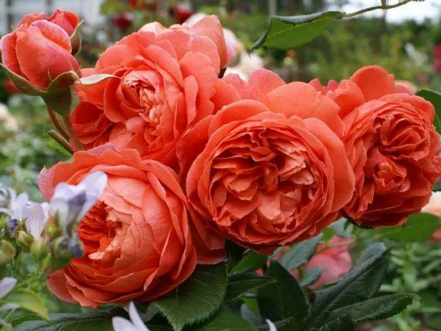 English roses: varieties, photos, description 