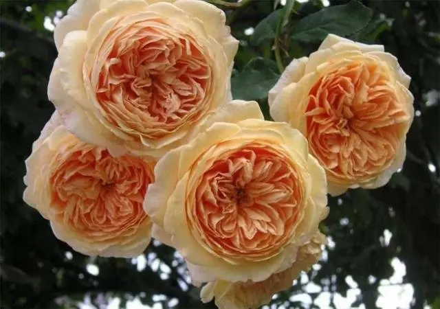 English roses: varieties, photos, description 