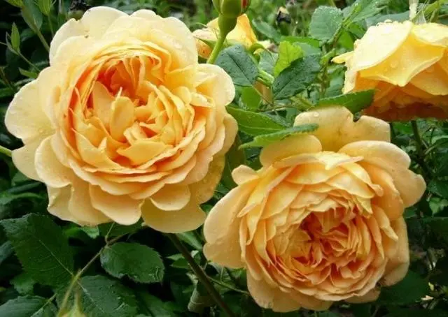 English roses: varieties, photos, description 