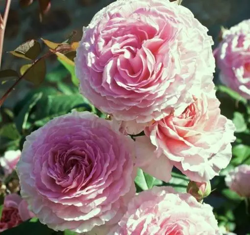 English roses: varieties, photos, description 