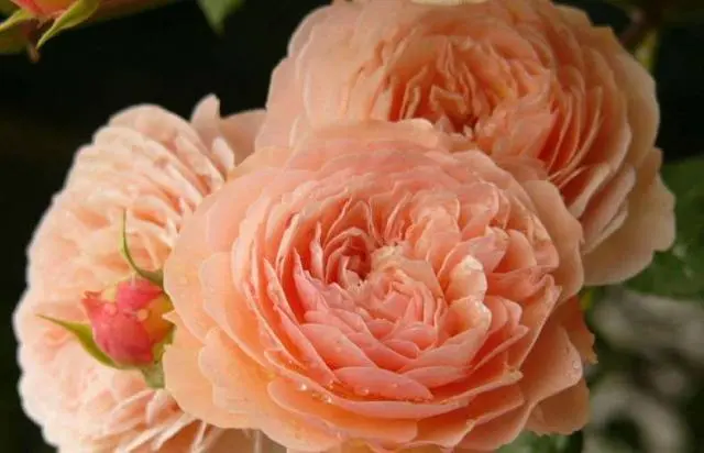 English roses: varieties, photos, description 