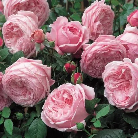 English roses: varieties, photos, description 