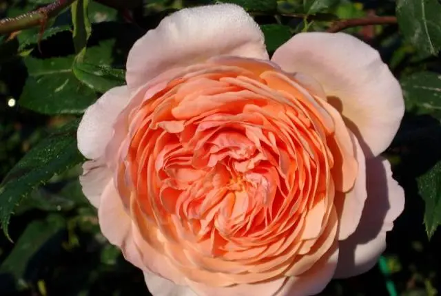 English roses: varieties, photos, description 