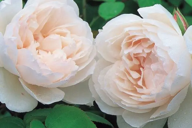 English roses: varieties, photos, description 