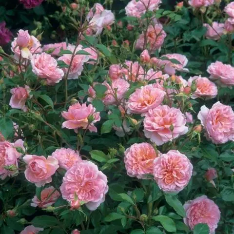 English roses: varieties, photos, description 