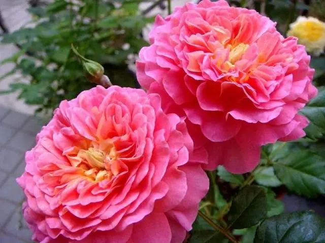 English roses: varieties, photos, description 