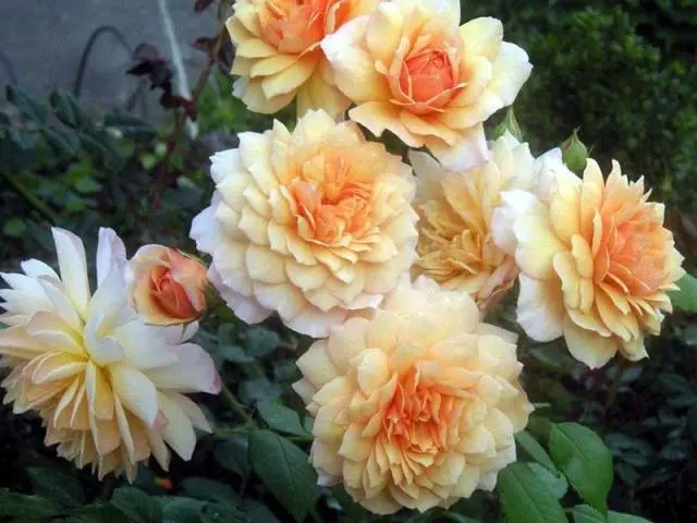 English roses: varieties, photos, description 