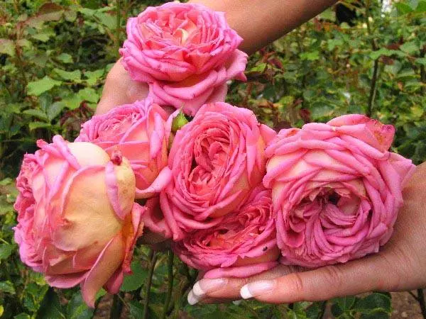 English roses: varieties, photos, description 