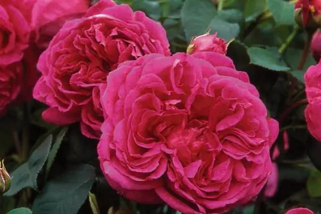 English roses: varieties, photos, description 