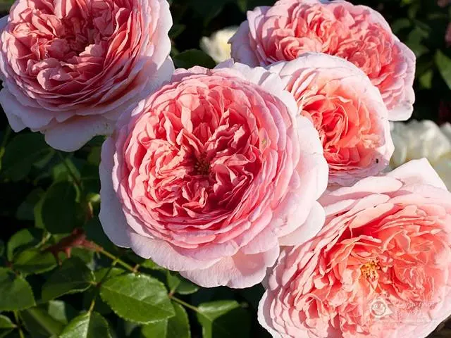 English roses: varieties, photos, description 