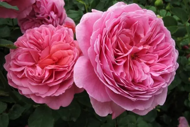 English roses: varieties, photos, description 