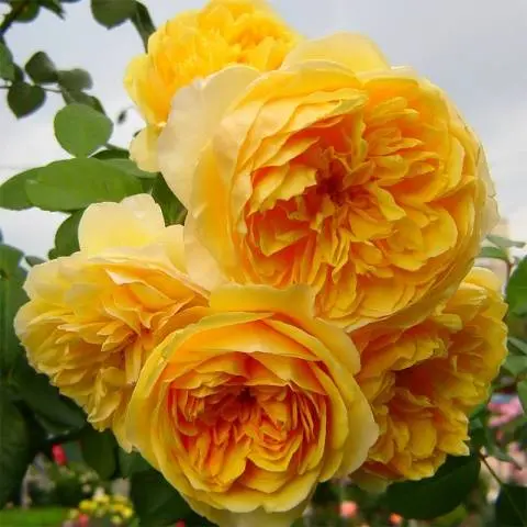 English roses: varieties, photos, description 