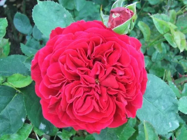 English roses: varieties, photos, description 