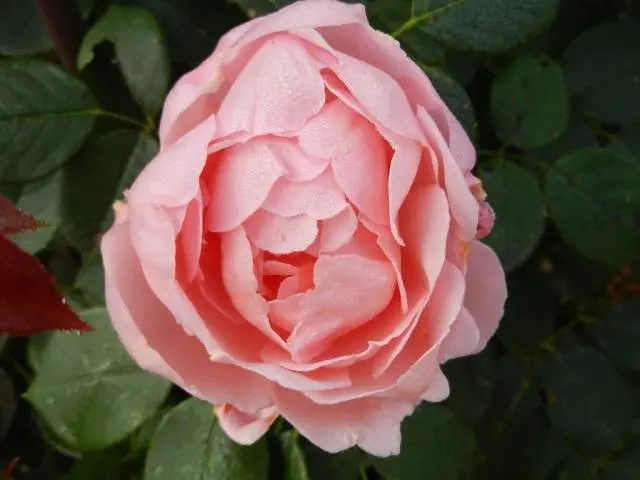 English roses: varieties, photos, description 