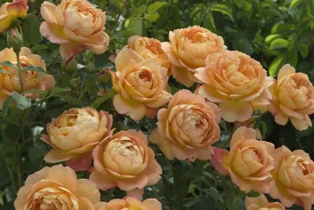 English roses: varieties, photos, description 