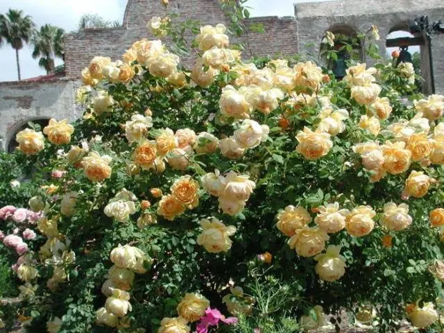 English roses: varieties, photos, description 